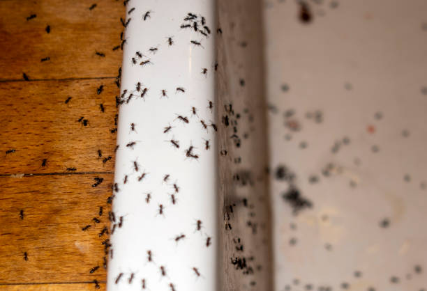Best Spider Control Near Me  in Saunders Lake, OR