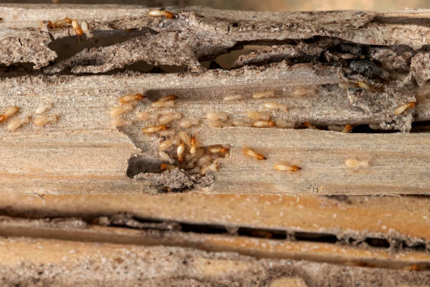Best Pest Control Cost  in Saunders Lake, OR